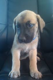 Born on the 28 july 2020. Free Classifieds Hoobly Classifieds Dane Puppies German Shepherd Mix Puppies Shepherd Mix Puppies
