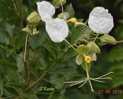 Image result for Cadaba glaberrima