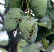 Menyerang daun, ranting, bunga dan tunas sehingga. Hama Penyakit Pohon Mangga Cara Mengatasi Distributor Produk Nasa Nanggroe Aceh Darussalam