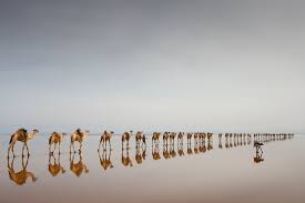810 n 800 w, scipio, ut. The Camels Go Marching One By One Hoorah Hoorah Imgur