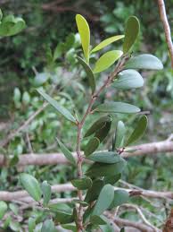 Image result for Maytenus