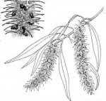 Image result for Faurea rochetiana