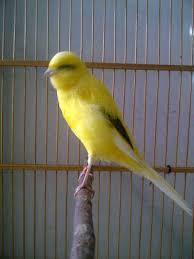 Kenari af merupakan hasil persilangan antara kenari lokal dengan kenari f1. Kenari Srg Posts Facebook