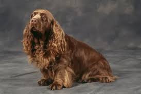 Image result for sussex španěl