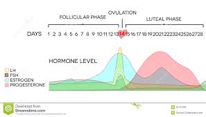 hormone level stock vector illustration of gynecology