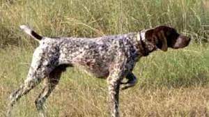 Modern and ethical · simple yet effective · beginner & advanced German Shorthaired Pointer Puppies For Sale German Shorthaired Pointer Dog Breeders