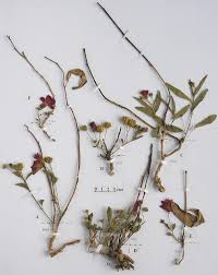 Image result for Triumfetta heliocarpa