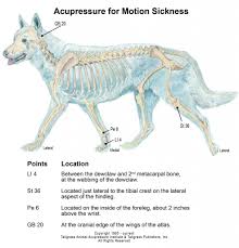 Animal Acupressure And Canine Acupressure Motion Sickness