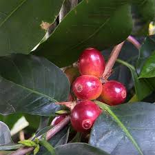 Image result for Coffea ligustroides