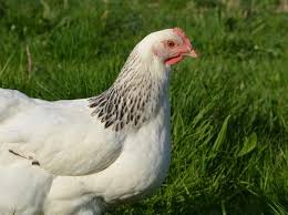 Quel vin choisir pour l'apprécier pleinement et décupler ses arômes épicés ? Peut On Donner Du Pain Aux Poules Tous Les Jours Video