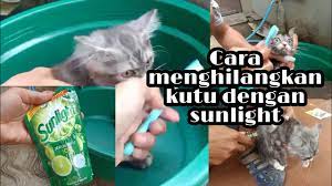 Kesebelas cara menghilangkan kutu kucing secara alami di atas bisa anda coba. Cara Menghilangkan Kutu Kucing Dan Cara Memandikan Kucing Youtube