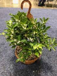 The company's filing status is listed as active and its file number is p01000085937. 15 New Plants And Products For Landscape Growers Greenhouse Grower