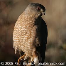 127 species are included on this web page. Sizing Up Birds Of Prey Birdnote