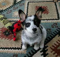 Depending on each puppy, you can get a super loyal and alert australian cattle type of cowboy corgi, or you'll get a loving, affectionate pembroke welsh. 13 Best Cowboy Corgi Ideas Cowboy Corgi Cute Animals Puppies
