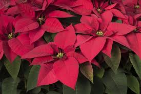 Check spelling or type a new query. Are Poinsettias Poisonous Gardenerdy