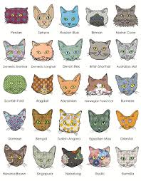 Check our size by breed chart for general size guidelines by breed. The Essential A Z Cat Breed Guide Cat Tree Uk