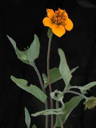 Image result for Sclerocarpus