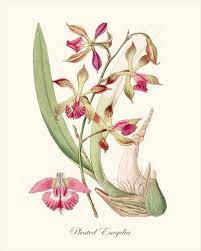 Botanical Print Orchid Print Flower Art Print Pink Orchids Etsy In 2021 Flower Prints Art Botanical Painting Botanical Drawings