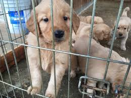 All of our puppies experience a number of training activities that help them adapt to a home environment and lifestyle. Golden Opportunities Home Facebook