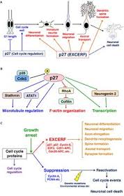Check spelling or type a new query. Frontiers Growth Arrest Triggers Extra Cell Cycle Regulatory Function In Neurons Possible Involvement Of P27kip1 In Membrane Trafficking As Well As Cytoskeletal Regulation Cell And Developmental Biology