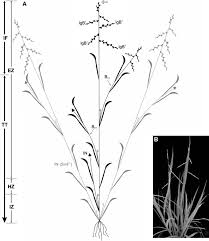 Image result for Urochloa xantholeuca