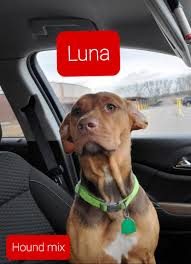 Our hospital can perform in house bloodwork with same day result and treat majority of illnesses and diseases. Lost Dog In Cabot Lonokr County Luna Arkansas Lost Found Pet Network