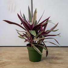 Image result for Tradescantia