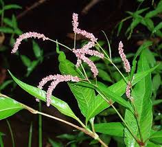 Image result for Persicaria strigosa