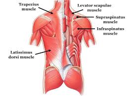 It is controlled by the axillary nerve. Muscle Labeling For Students