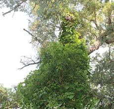 Image result for Calepitrimerus vitis