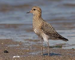 Tarambola Dourada Golden Plover Golden Plover Plover Shorebirds