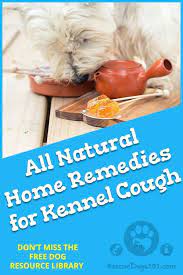 Natural Home Remedies For Kennel Cough Dogs Health Remedies Dog Health Natural Home Remedies