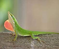 Anole Care Chicago Exotics Animal Hospital