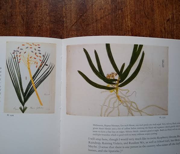 The Indian botanical drawings reproduced in Ocean Flowers – Botanics Stories