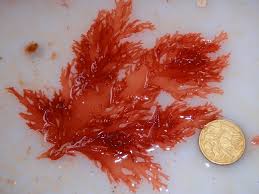 Image result for Platostoma strictum