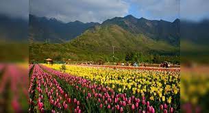 So in a single word, vaishno devi temple is one of the best attractions in kashmir where theists or apart from that, nagin lake, tulip garden, pari mahal, chatti padshahi, chashma shahi garden convert the city from simple to. Kashmir To Host Tulip Festival To Promote Tourism From April 3 Kashmir Times Of India Travel