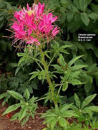 Image result for Capparaceae