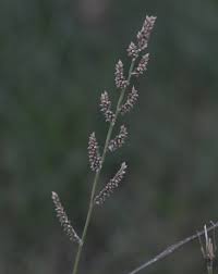 Image result for Echinochloa colona