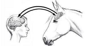 However, it is still not the biggest brain in existence. Author Of Horse Brain Human Brain Janet L Jones Phd