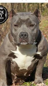 $4,000 (beverly hills) pic hide this posting restore restore this posting. Pets Pakistan American Bully Pair