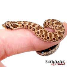 Baby Mexican Hognose Snake - Underground Reptiles Hognose Snake Underground Reptiles Snake