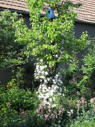 It should be pruned lightly. Photo Of The Entire Plant Of Clematis Miss Bateman Posted By Fixpix Garden Org