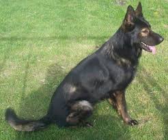 Search by breed, age, and more at puppyspot.com. Boeselager Kennels German Shepherd Dogs Sable German Shepherd German Shepherd Puppies