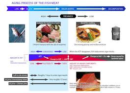 Visual Fish Meat After Death Chart For Quality Of The