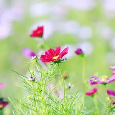 おはようございます 花が好き ファインダー越しの私の世界 花のある風景 花フレンド ふんわり写真部 花撮り隊 私の花 a plants