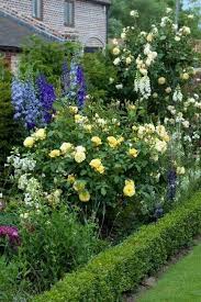 David Austin Roses Rose Garden Design Beautiful Gardens English Roses