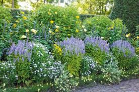 Garden borders provide infinite opportunities for imaginative planting and are central to a successful garden design. 9 Ornamental Flowering Mints For Your Garden Deer Resistant Garden Plans Perennial Border Coreopsis Moonbeam