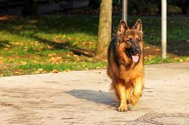 How To Identify A Pure Breed German Shepherd 4 Ways You Might Check Best Guard Dogs German Shepherd Dogs Dog Breeds