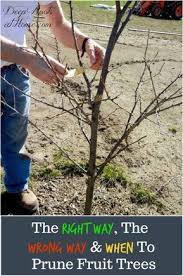 Thankfully, apple trees are generally more forgiving and less finicky than cherry or peach trees, and even difficult soils support healthy apple trees if you provide extra care at planting time. Pin On Gardening