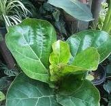 Fiddle-leaf fig care and growth tips